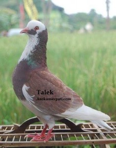 Talek